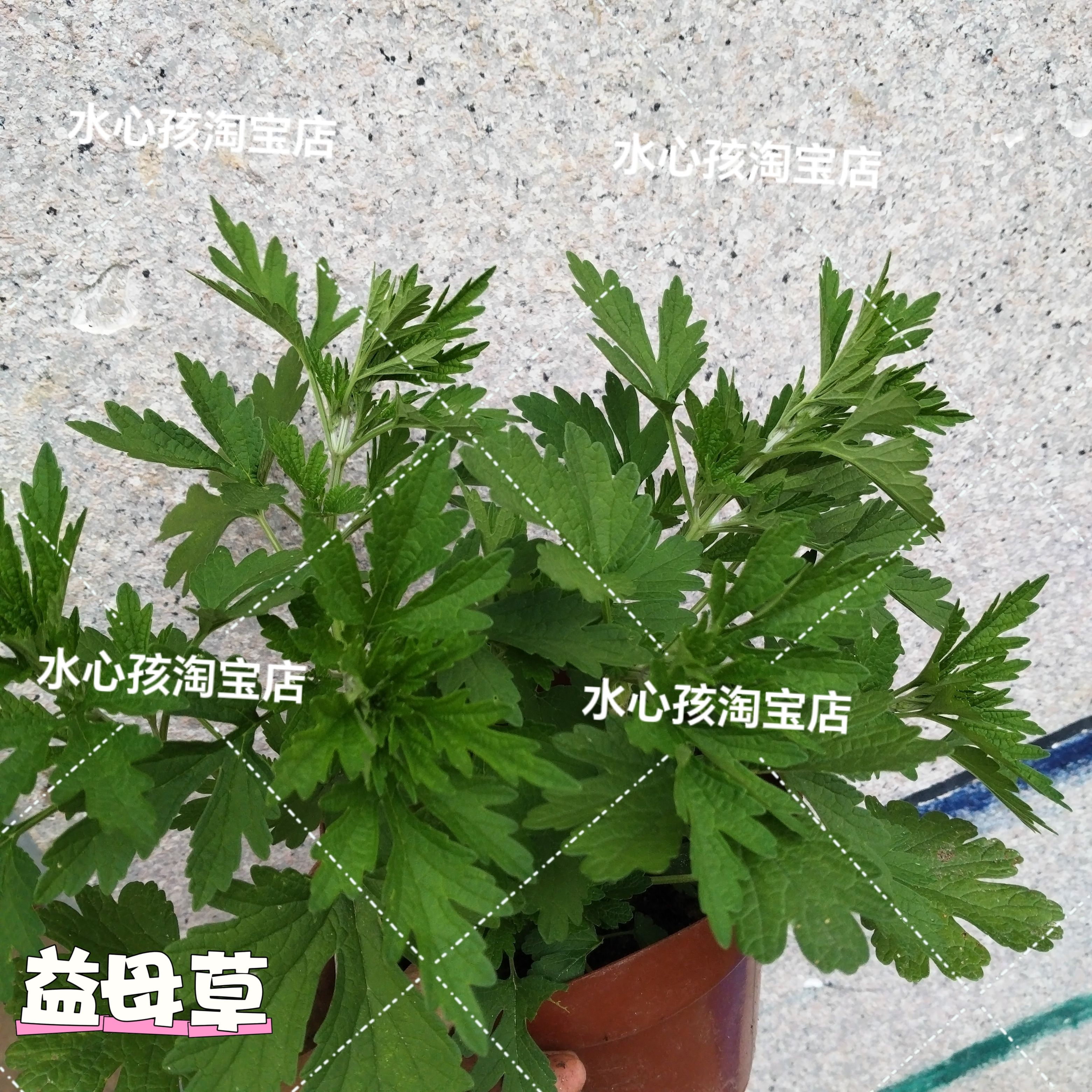 益母草盆栽新鲜可食用艾草叶绿植客厅四季常青驱蚊香草植物香叶