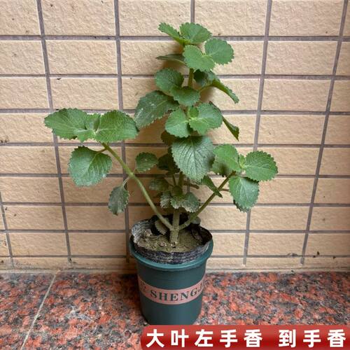 大叶左手香苗到手香苗可食用薄荷苗草碰碰香苗绿植盆栽阳台驱蚊