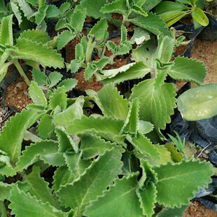 大叶左手香到手香碰碰香还魂草阳台多肉植物驱蚊虫一抹香洋薄荷