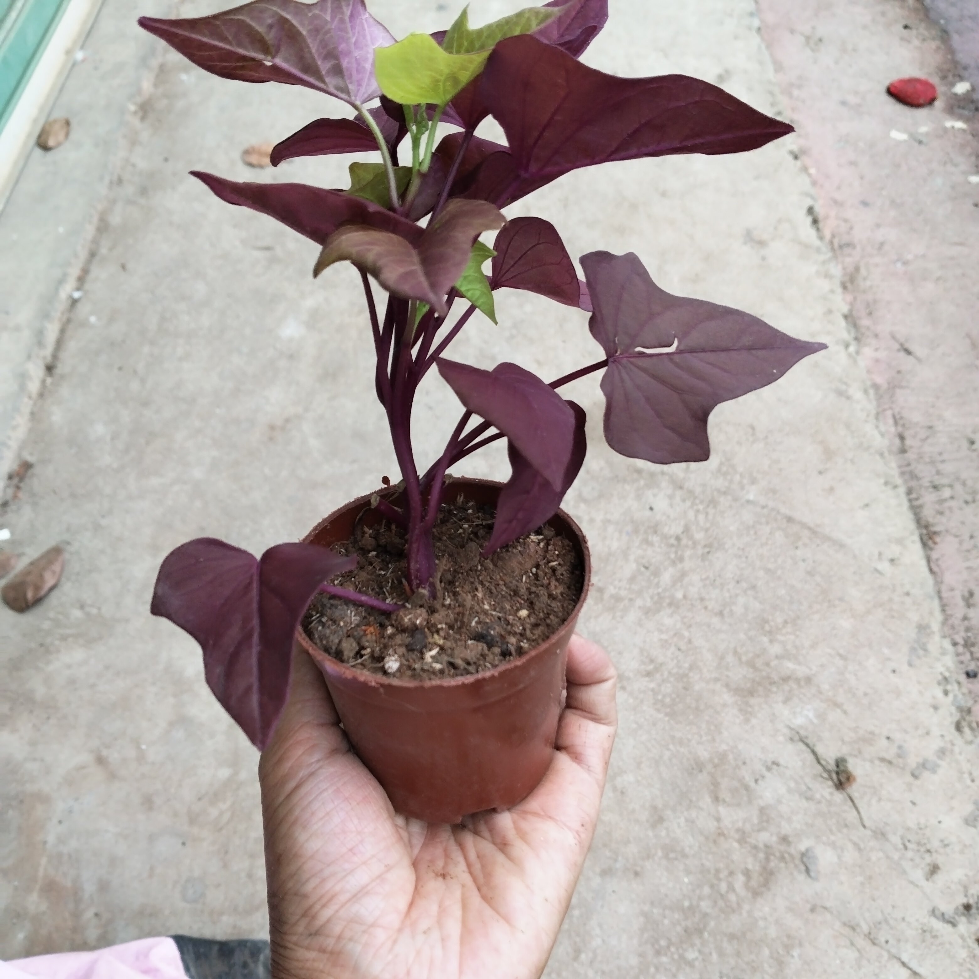 番薯叶红色盆栽室内阳台庭院植物花卉盆栽红色枫树苗地瓜叶红薯