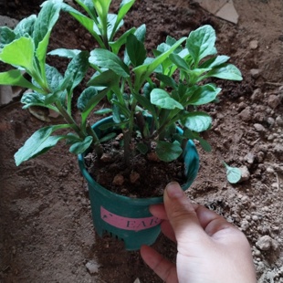 正宗新鲜漳州片仔癀草苗片仔癀苗白凤菜绿植盆栽室内外可种植食用