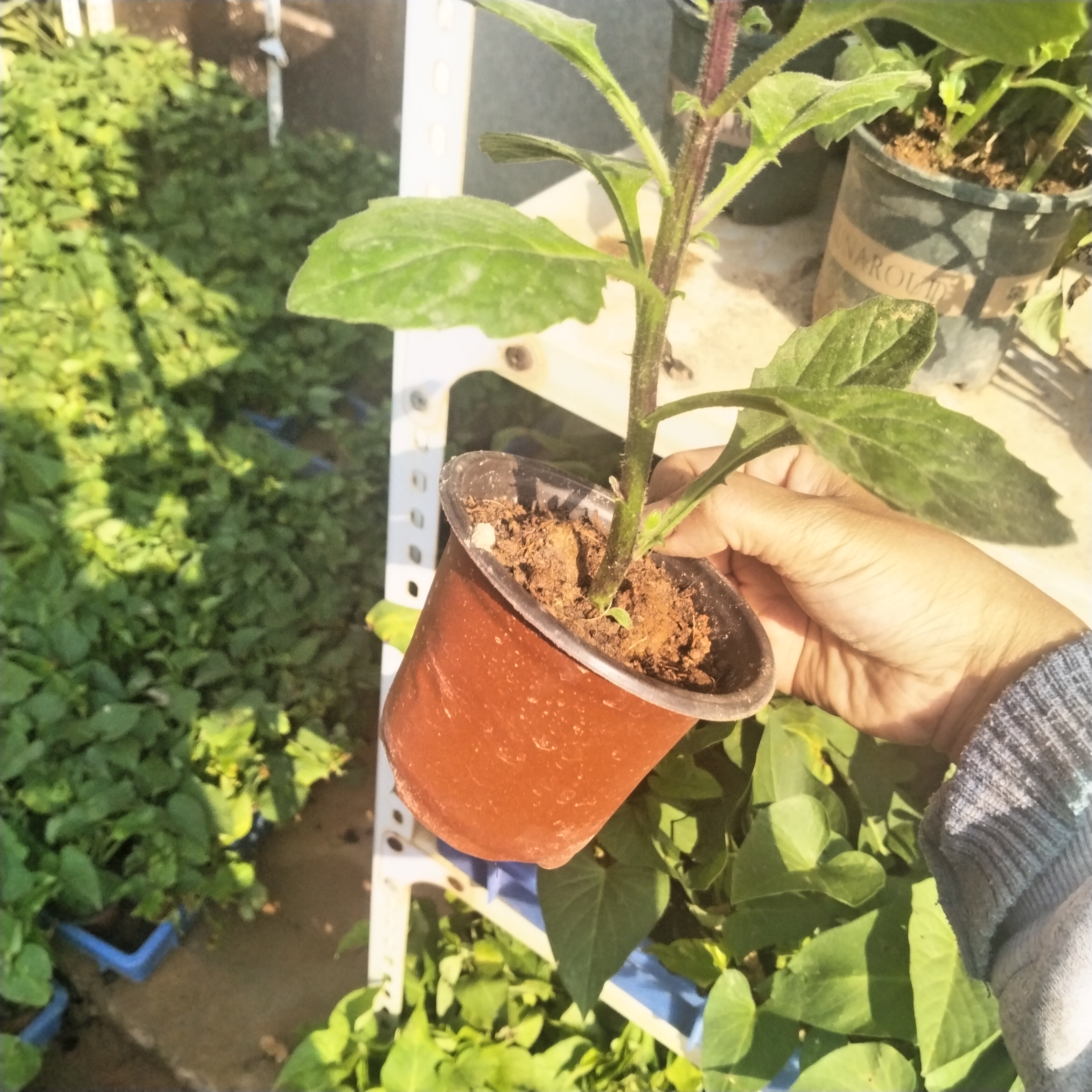 正宗漳州片仔癀草白凤菜可食用药用绿植盆栽阳台庭院植物好养