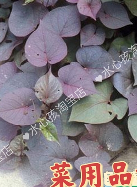 紫叶番薯苗紫色食叶番薯 食叶红薯叶用番薯食叶地瓜高花青素蔬菜