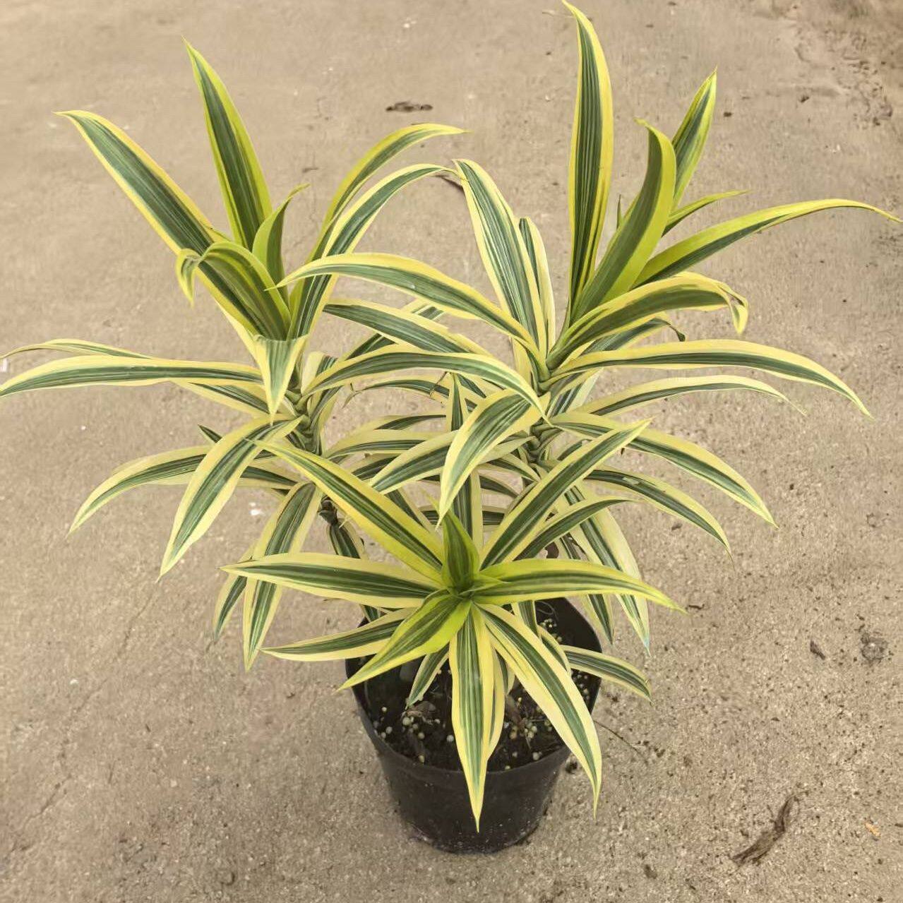盆栽室内客厅桌面植物金边百合竹盆栽耐寒老桩盆景四季好养流行风
