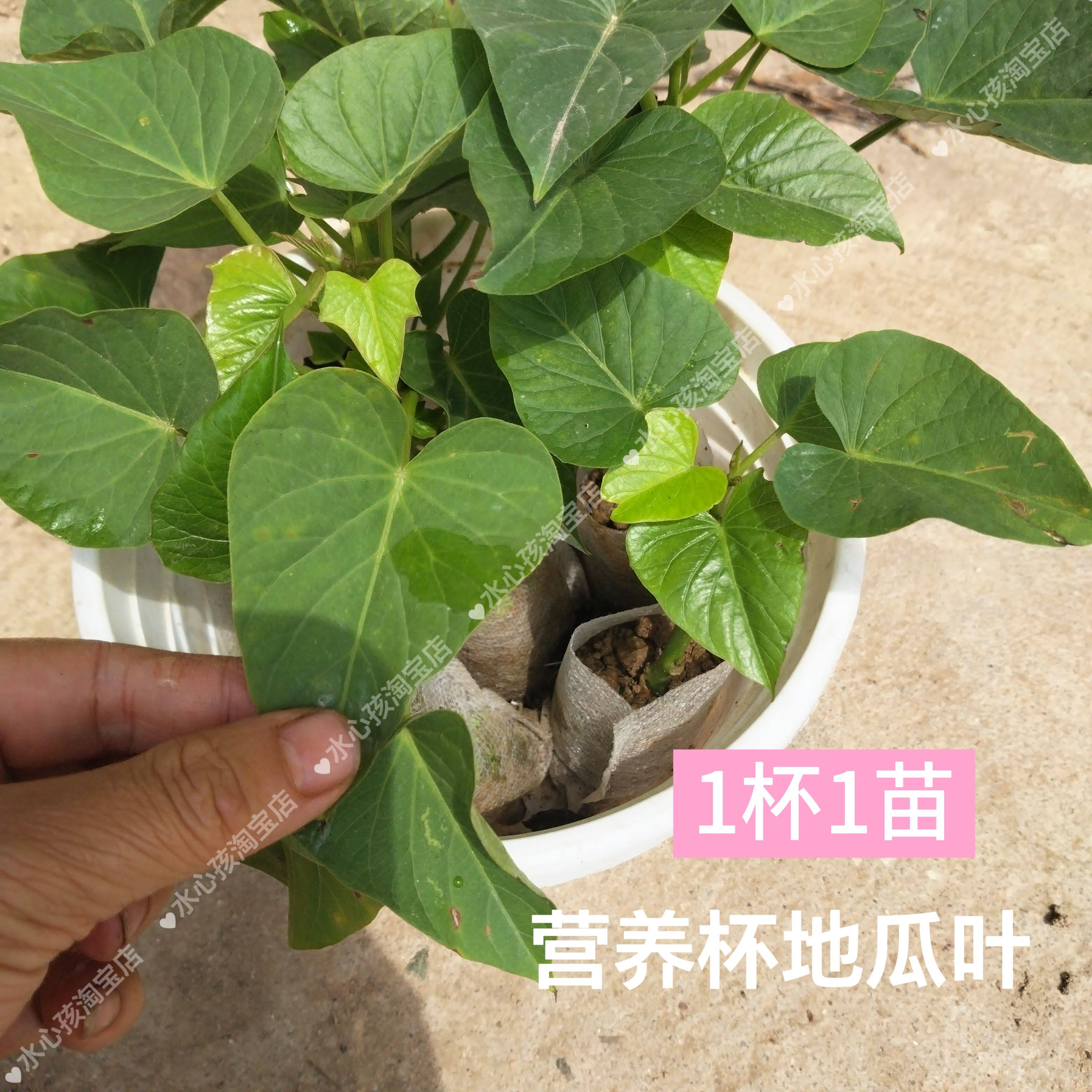 食叶型红薯苗地瓜叶种植秧苗福薯18号食用专吃叶子苕尖台湾蔬菜苗