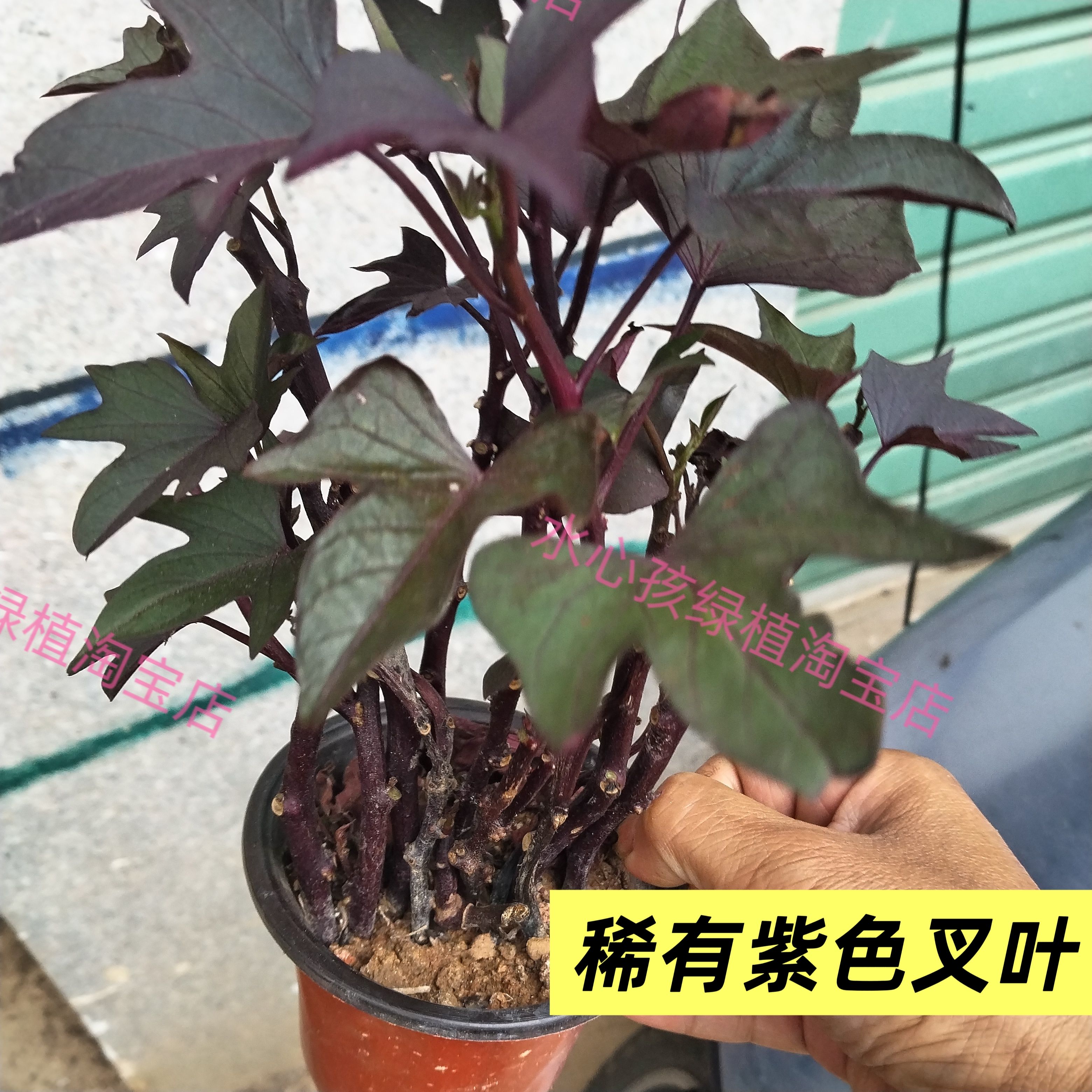 紫薯叶稀有紫色叉叶红薯叶盆栽庭院阳台绿植紫薯苗紫薯叶紫薯苗