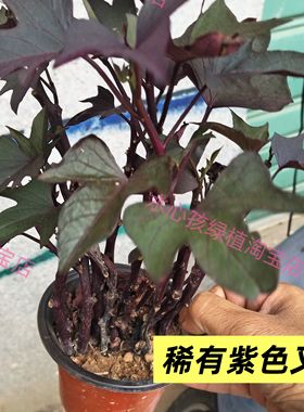 紫薯叶稀有紫色叉叶红薯叶盆栽庭院阳台绿植紫薯苗紫薯叶紫薯苗
