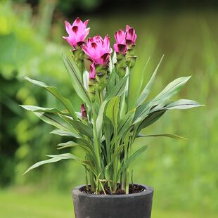 泰国金缕梅盆栽带花苞室内阳台庭院花卉植物四季开花好养活姜荷花