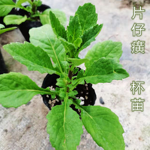 正宗片仔癀草苗白凤菜苗盆栽鲜叶绿植可食用清凉解毒蔬菜植物榨汁