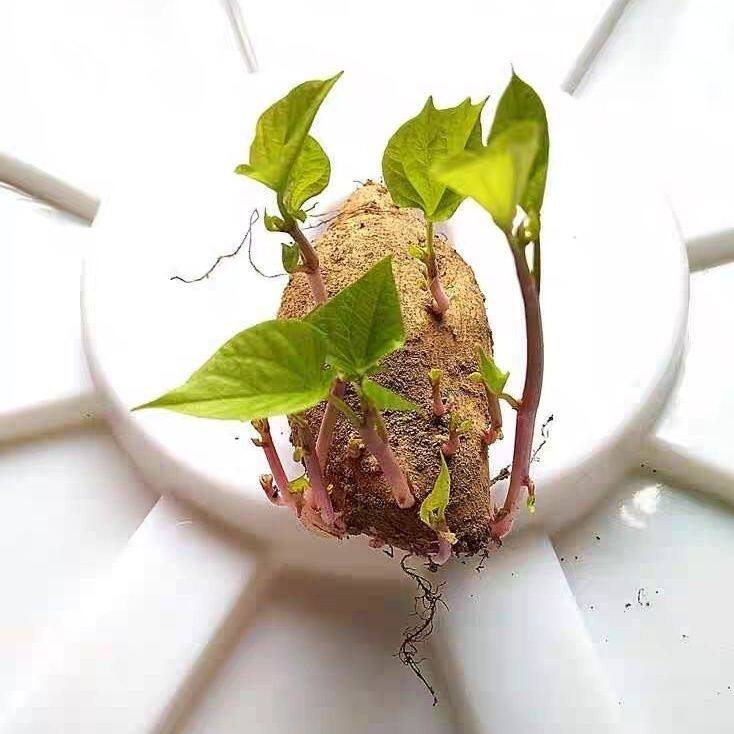 水培植物发芽长叶红薯紫番薯土豆大蒜洋葱苗幼儿园观察小盆栽包邮