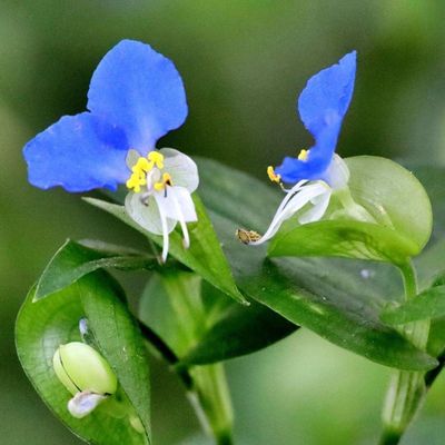 鸭跖草盆栽苗新鲜现采中药材野生新鲜鸭舌草鸭趾草鸭脚草盆栽庭院