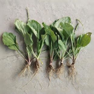 车前草苗盆栽新鲜中草药室外阳台庭院可食用香草植物绿植大苗