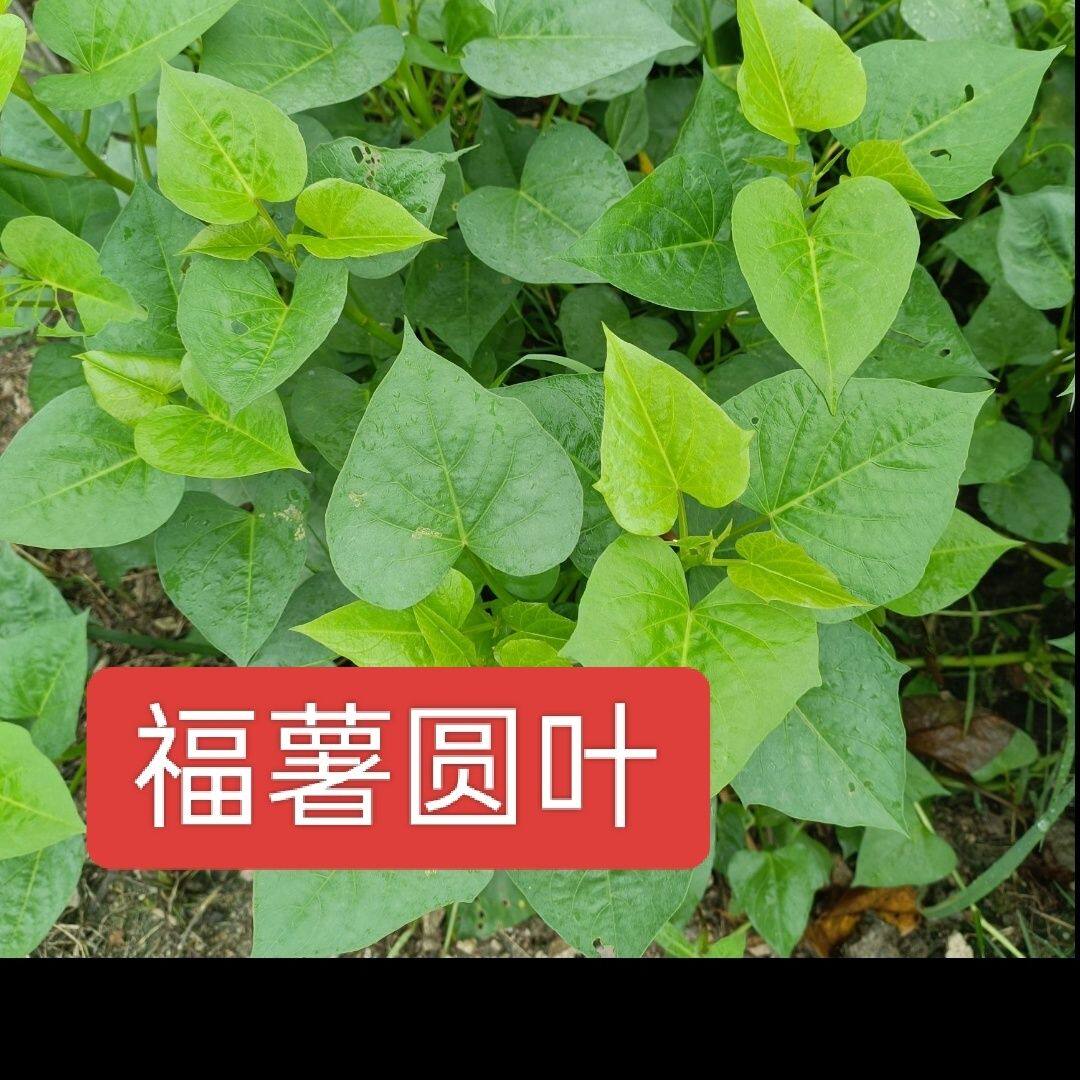 新鲜叶用型种薯专吃叶子地瓜红薯红苕种育苗专用菜地用多分叉食叶