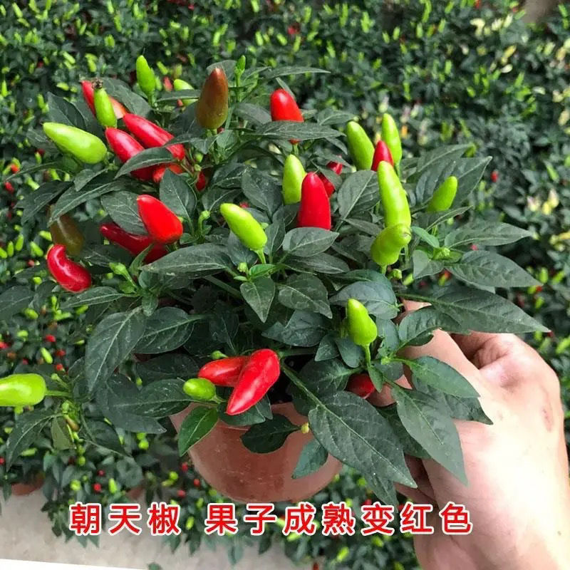 七彩椒盆栽带果阳台庭院花园种植可食用尖椒辣椒客厅庭院好养观赏