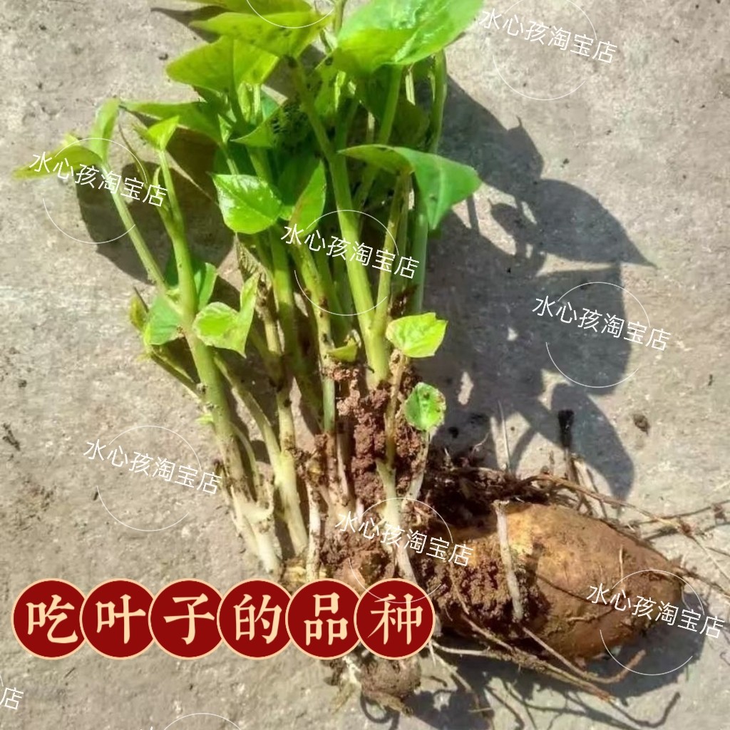 盆栽福薯18号叶用型种薯专吃叶子地瓜红薯红苕种育苗专用菜地用
