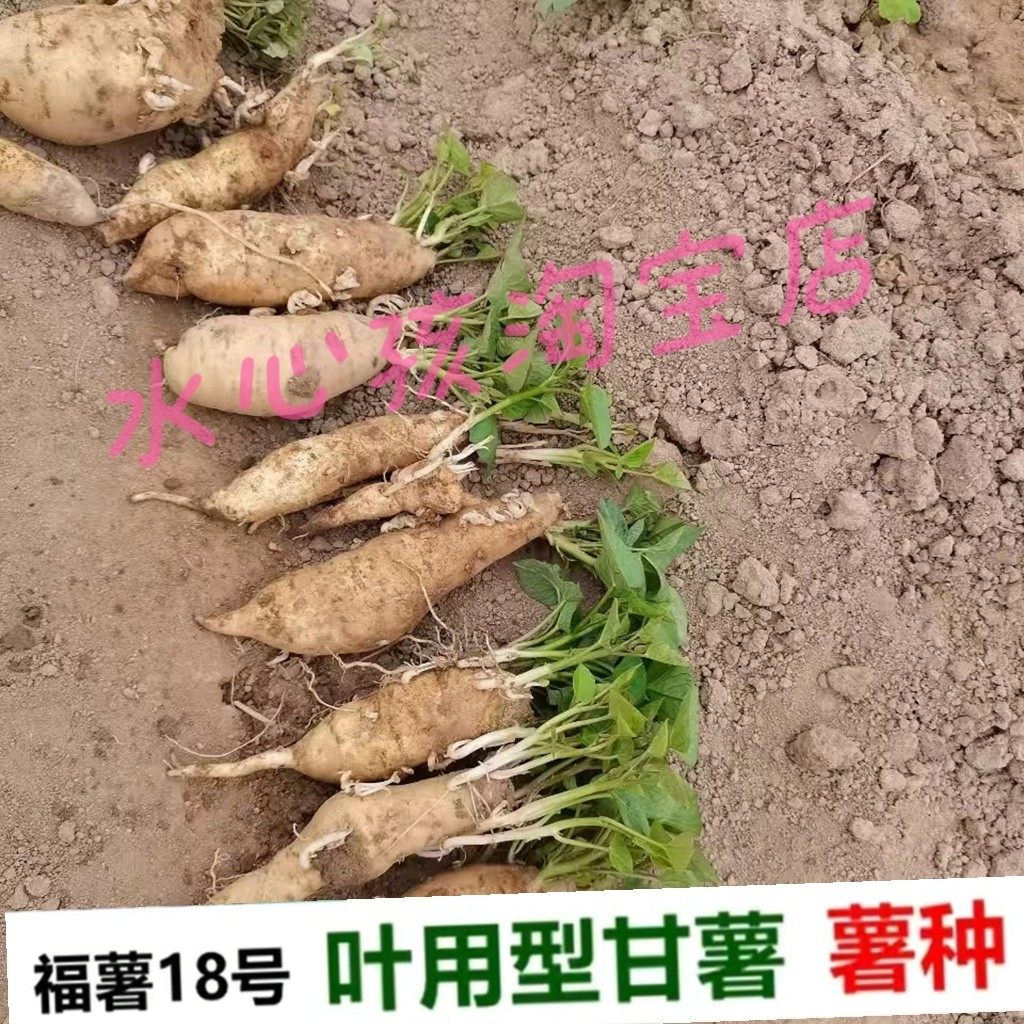 现挖福薯18号叶用型种薯专吃叶子地瓜种子红薯种红苕种育苗专用