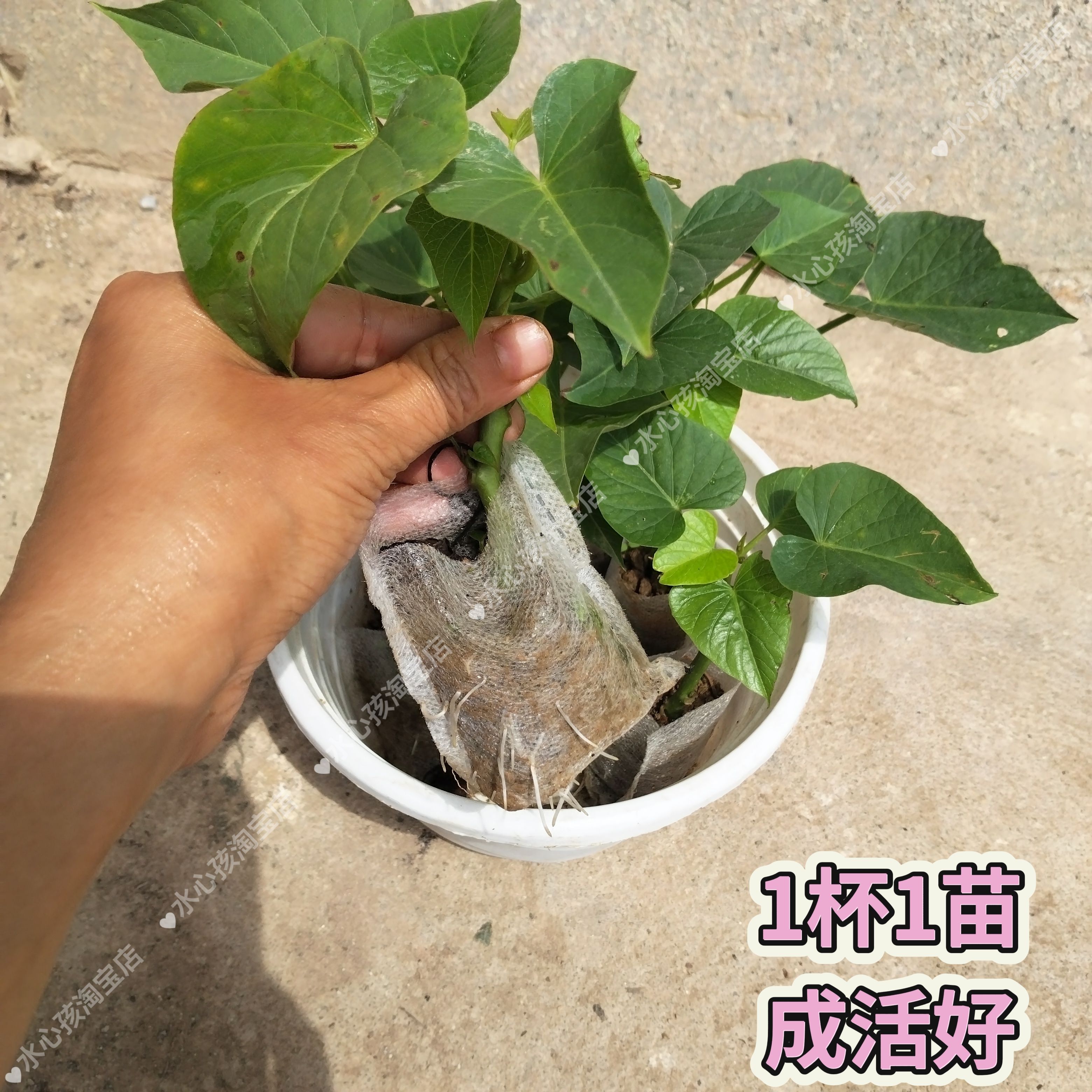 番薯苗黄色红薯苗黄色地瓜苗黄色红薯叶盆栽阳台庭院种植带根一杯
