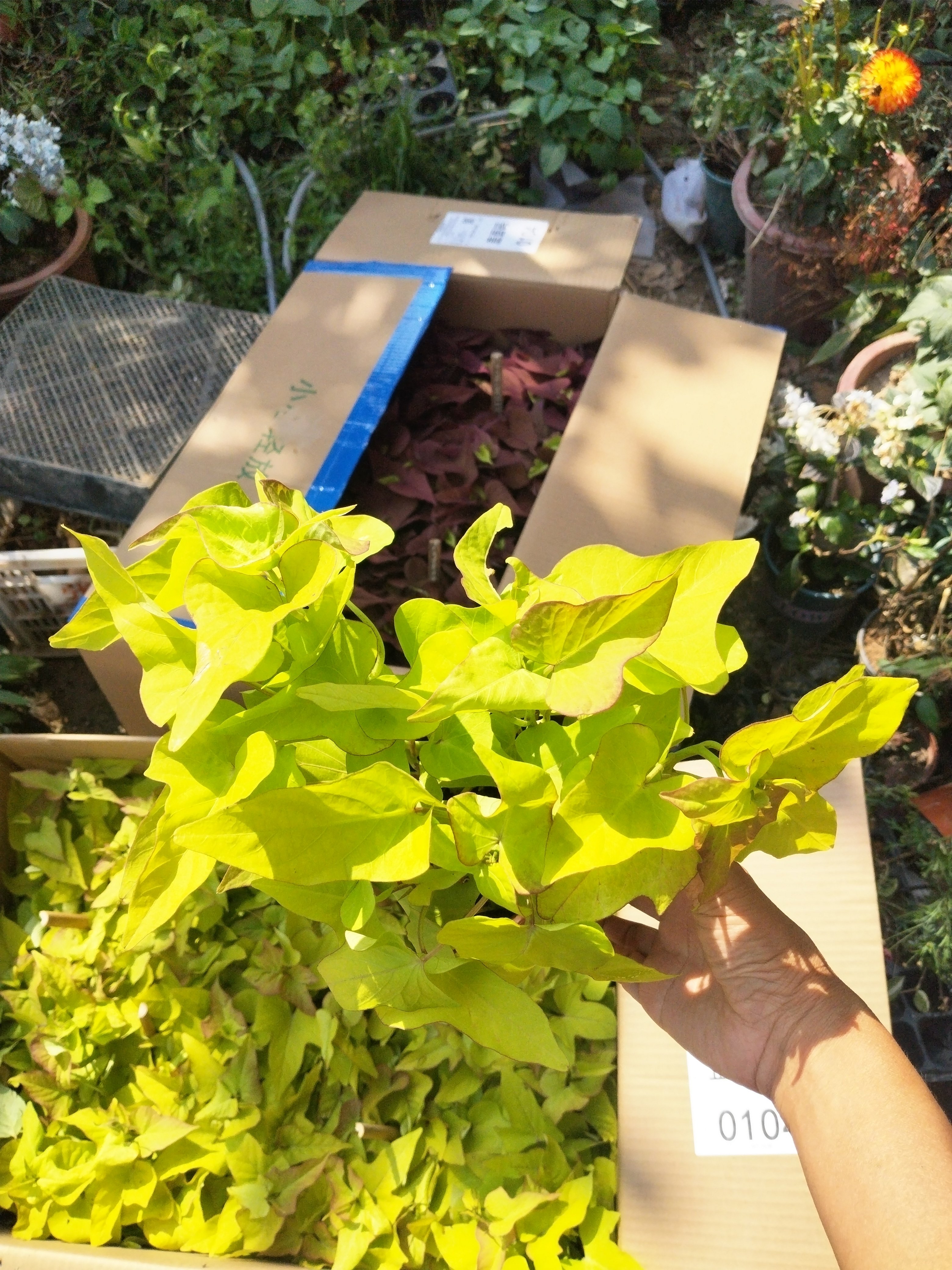 新鲜现挖黄金叶地瓜叶水培土培盆栽阳台庭院种植地瓜花海公园造景