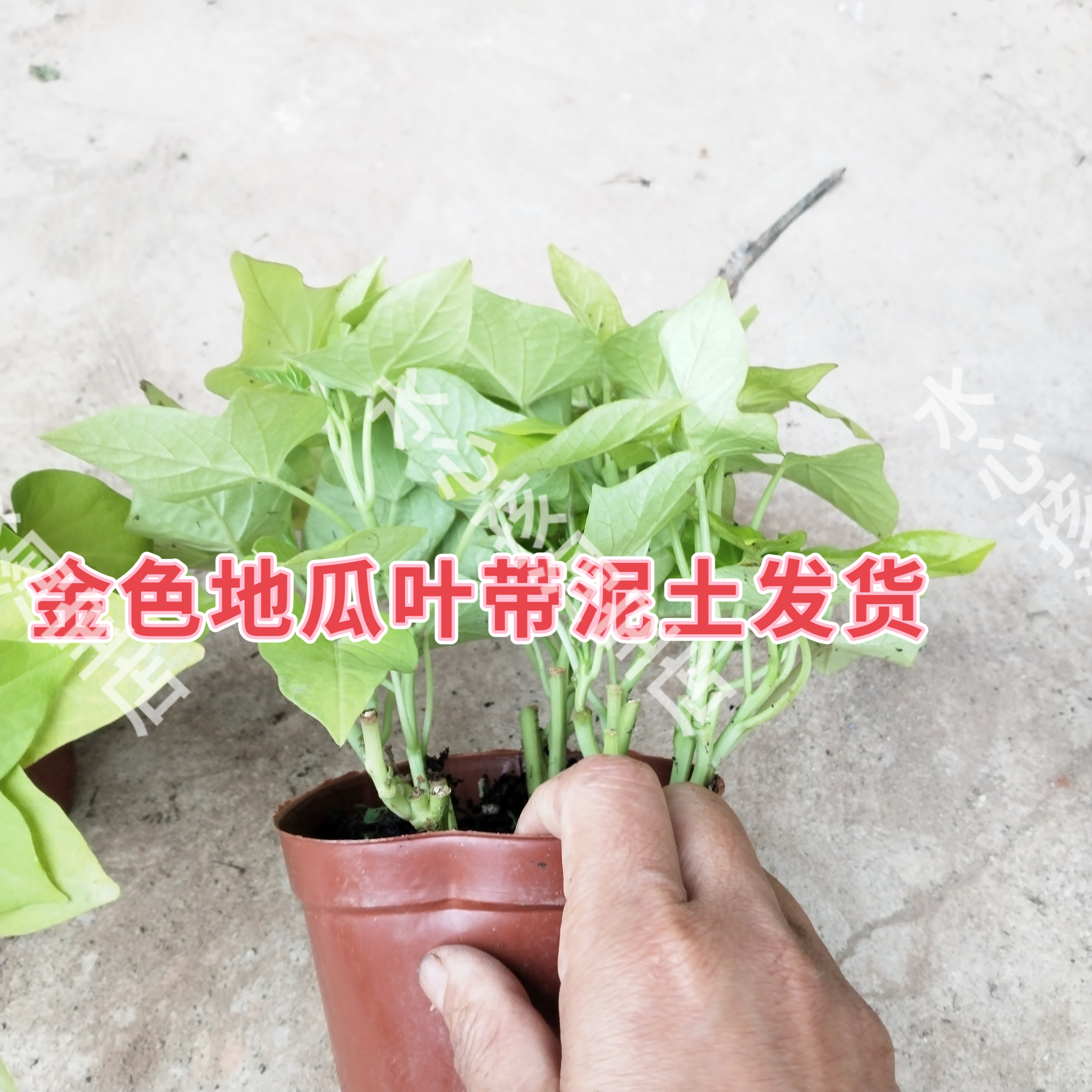 地被公园新房家居绿植盆栽庭院种植地瓜叶红薯花店花坛花境番薯叶
