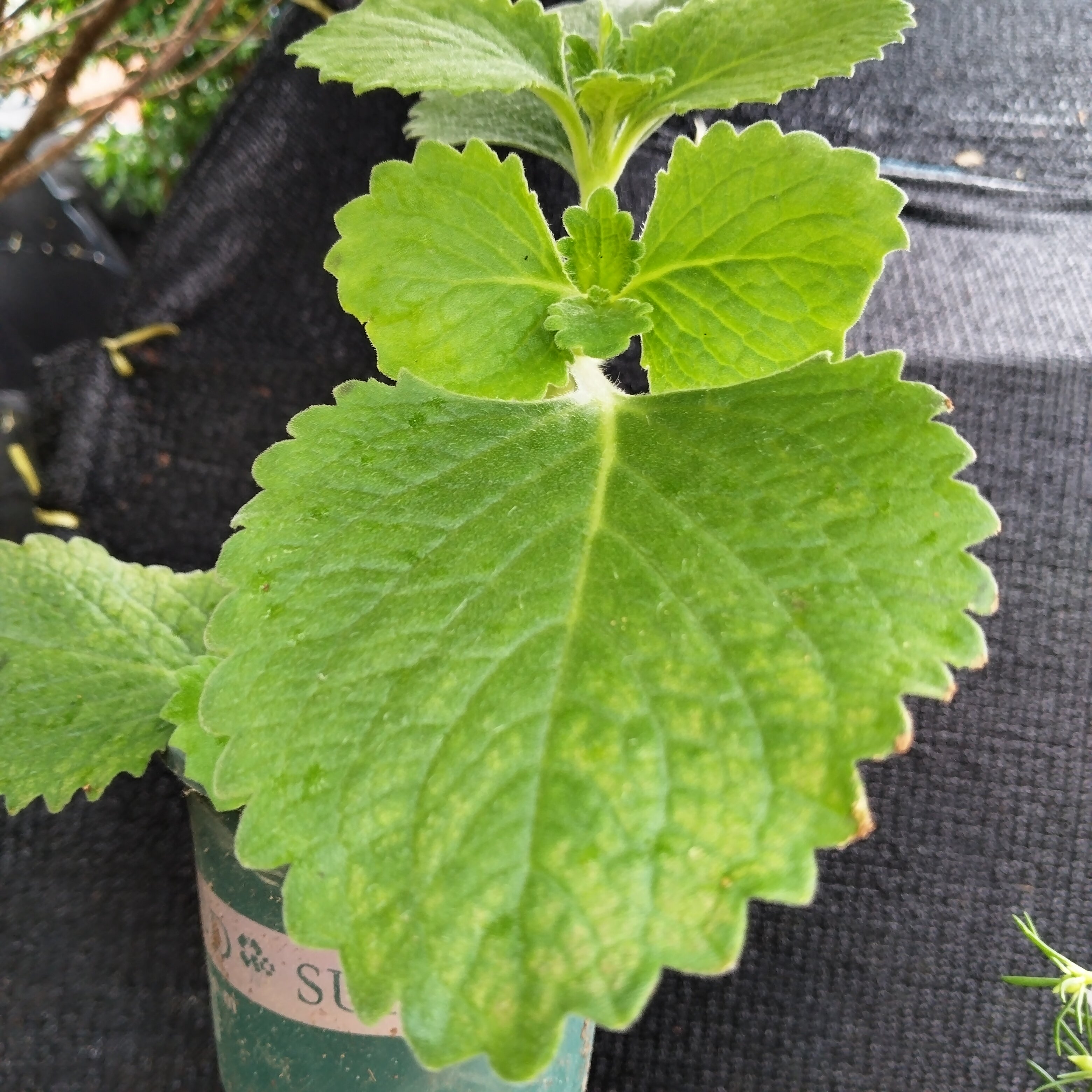 阳台包邮左手香苗印度薄荷到手香苗 排香草苗消炎杀菌驱蚊虫潮汕