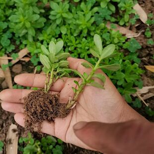 存活率高马齿苋苗野菜苗马蜂菜红梗马齿苋菜白花绿茎蚂蚱菜带根发
