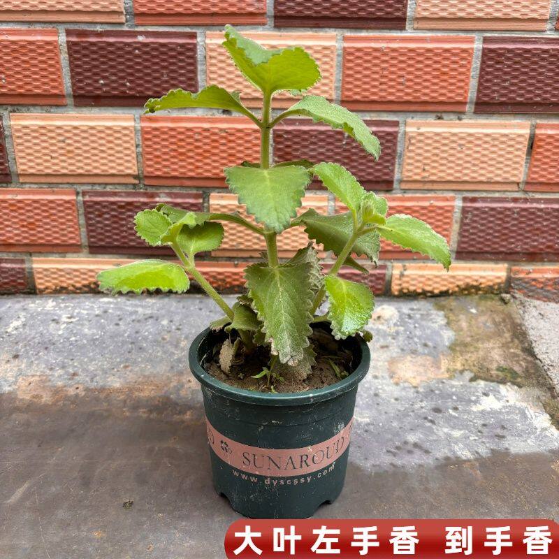 大叶左手香到手香番薄荷碰碰香提神醒脑驱蚊虫香料药用香草植物