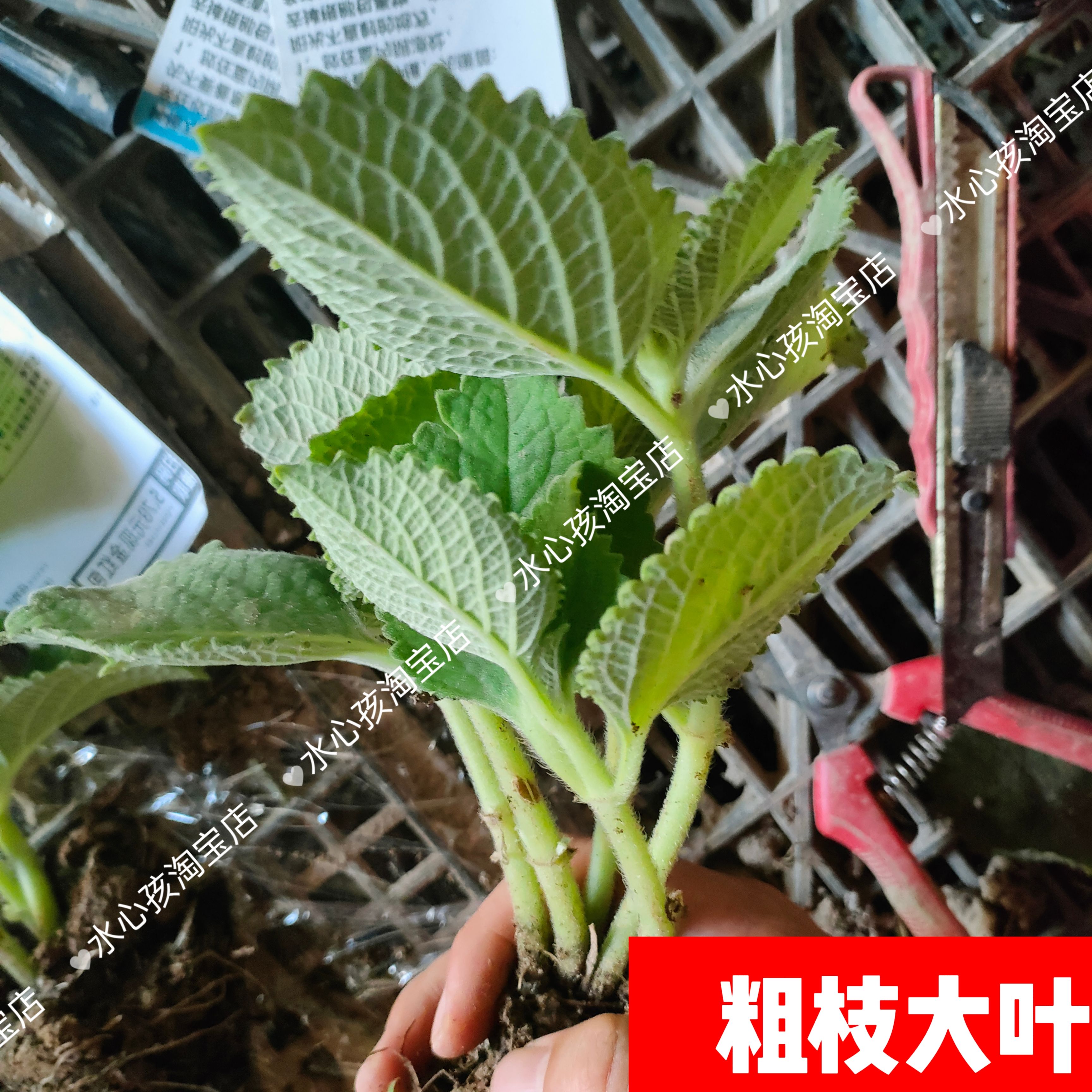 潮汕青草药现采排香草太子香新鲜好养驱蚊虫3棵1抹香苗碰碰香盆栽