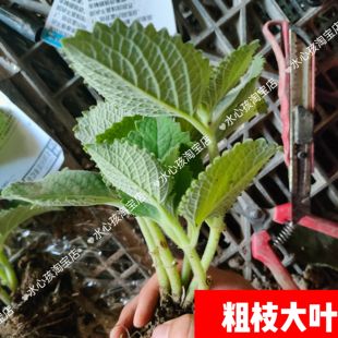 潮汕青草药现采排香草太子香新鲜好养驱蚊虫3棵1抹香苗碰碰香盆栽