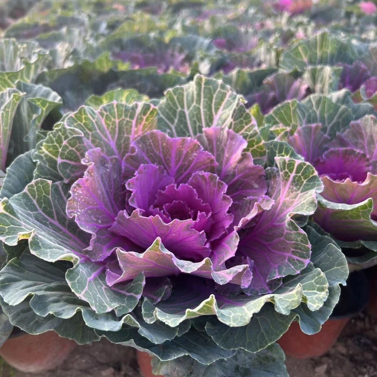 【平叶红心盆栽食用羽衣甘蓝大苗阳台庭院冬季特耐寒开花植物花卉