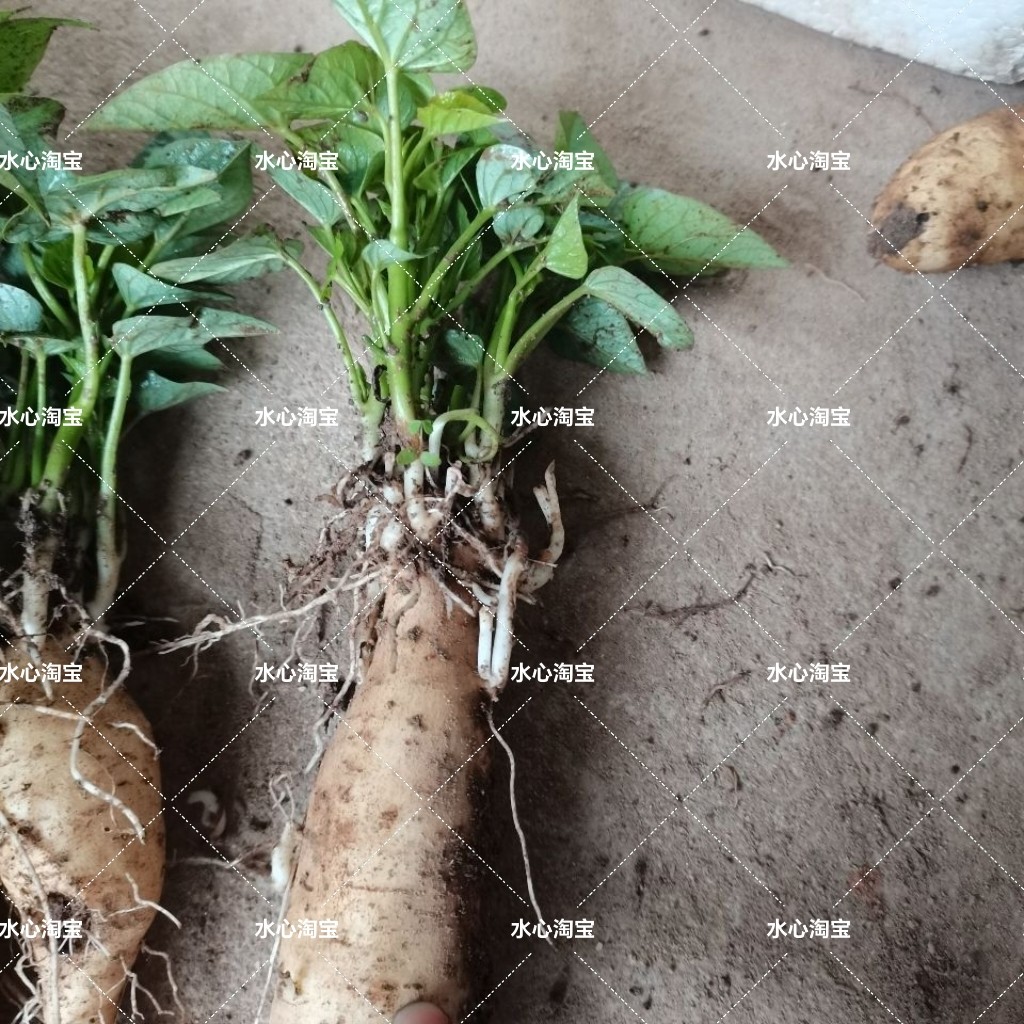 带芽发货福薯18号多分叉品种阳台绿植盆栽庭院地瓜叶种植菜用红薯