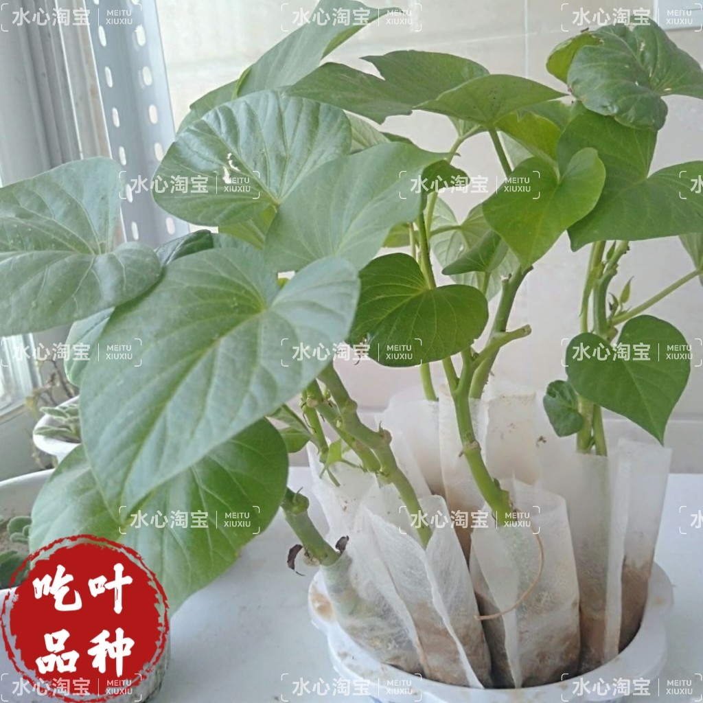 地瓜叶长菜农家大田四季种植盆栽食用凉拌好吃苗番薯庭院地被