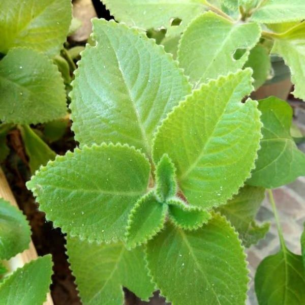 左手香盆栽原土带土发货绿植碰碰香印度薄荷还魂草碰碰香盆栽树苗