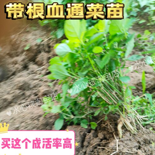 宽叶阳台易种菜嫩茎好滋味海南血通菜苗活力菜宽叶十万错阳台庭院