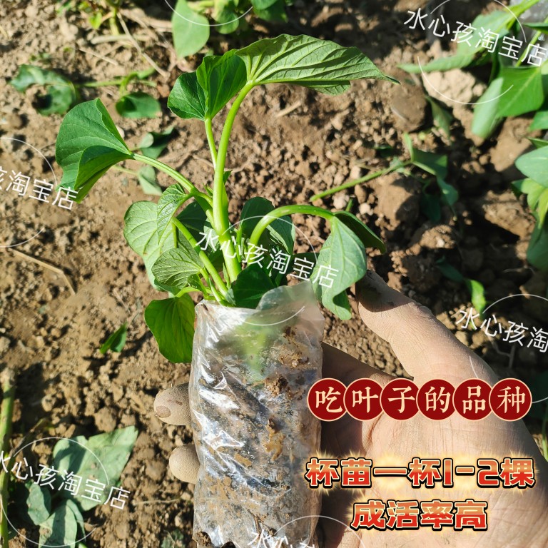 包活带根带土红薯苗产量好菜用品种台湾地瓜叶杯苗福薯台农食叶型