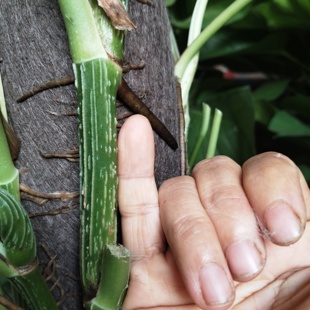 粗藤绿萝柱大叶绿萝庭院小苗盆栽苗爬藤苗水养花卉土培绿植客厅好