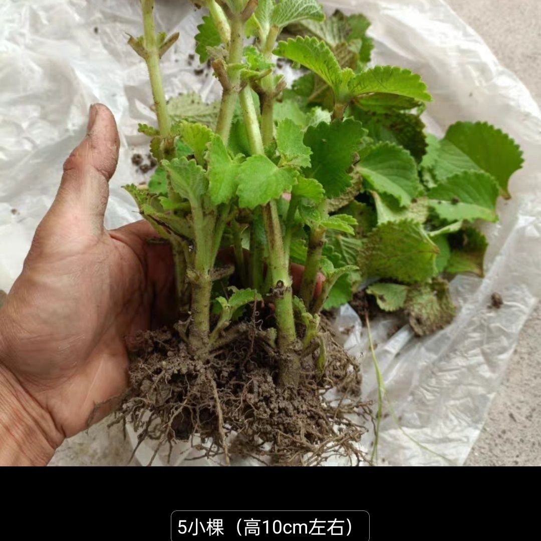 薄荷(左手香)净化空气办公室家居土培易养四季驱蚊可食用大叶薄荷