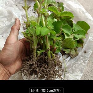 薄荷(左手香)净化空气办公室家居土培易养四季驱蚊可食用大叶薄荷