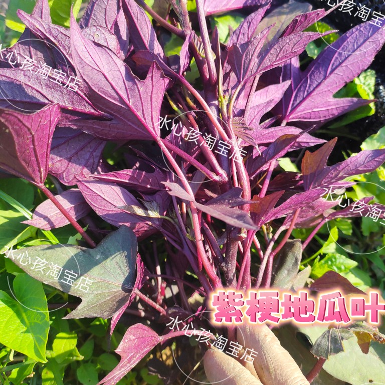 紫色地瓜叶阳台绿植盆栽庭院绿化菜园观赏性极强地被植物红薯