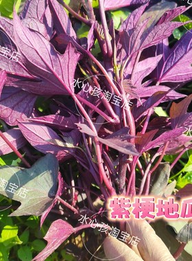 紫色地瓜叶阳台绿植盆栽庭院绿化菜园观赏性极强地被植物红薯