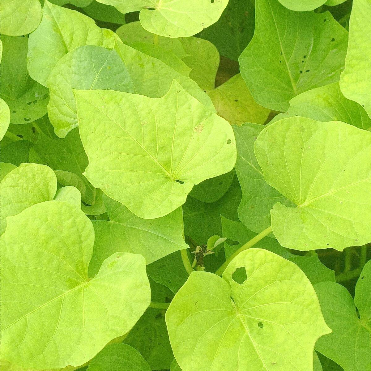 新鲜叶用型种薯专吃叶子地瓜红薯红苕种育苗专用菜地用黄色食叶