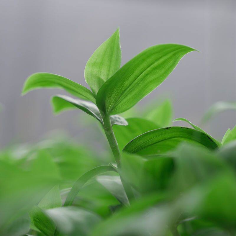 石斛苗食用新鲜翡翠竹叶菜阳台特色菜农家特产现摘养生蔬菜水培