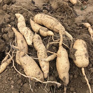 广东食叶型红薯种子叶18号福薯叶多分叉摘了又长专吃叶子新鲜采摘