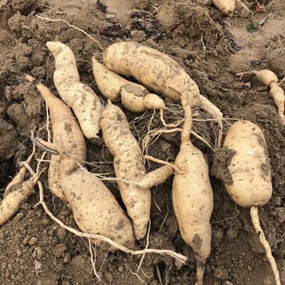 广东食叶型红薯种子叶18号福薯叶多分叉摘了又长专吃叶子新鲜采摘