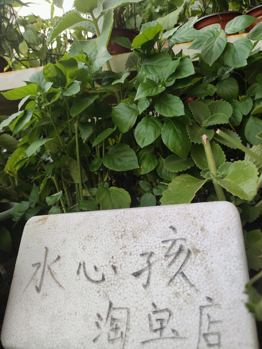 血通菜苗新鲜绿线叶宽叶十万错铁打草盗偷草四季野菜当季火锅蔬菜