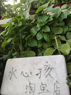 血通菜苗新鲜绿线叶宽叶十万错铁打草盗偷草四季野菜当季火锅蔬菜