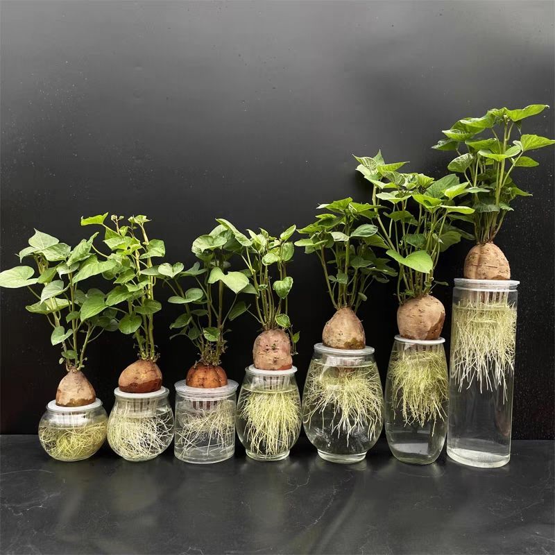 水培地瓜芽观察盆栽幼儿园红薯苗生长发芽红薯植物角地瓜叶番薯叶