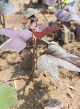 紫色地瓜叶种子红薯藤台湾地瓜叶苗番薯叶菜甘薯菜园楼顶庭院种植
