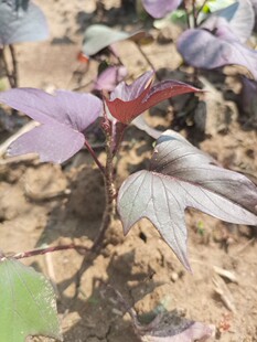 紫色地瓜叶种子红薯藤台湾地瓜叶苗番薯叶菜甘薯菜园楼顶庭院种植