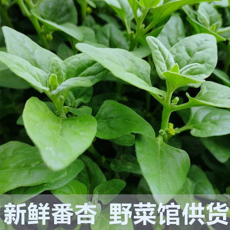 新鲜现摘番杏野菠菜法国新西兰菠菜生菜沙拉火锅食材野菜馆好吃