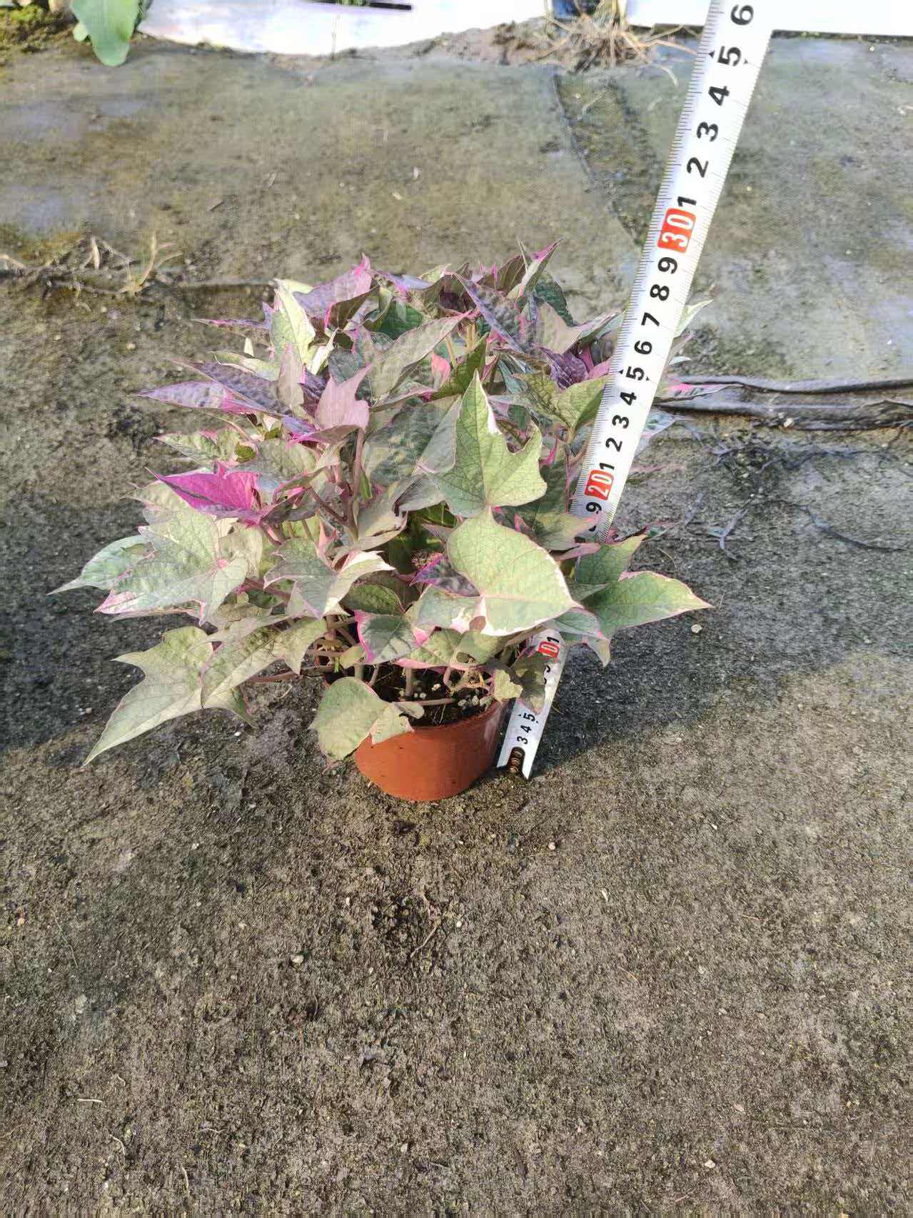 紫薯苗盆栽地瓜叶番薯苗室内客厅办公室桌面绿植花卉盆景爬藤活花